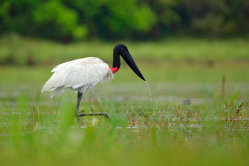 Big stork from Brazil. Jabiru in water lake, green vegetation. Travel Brazil. Jabiru stork, black and white bird in green water with flowers, Pantanal, Bolivia. Wildlife scene, South America.