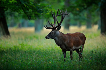 Naklejka na ściany i meble Deer, big animal in the nature forest habitat, Denmark. Wildlife scene form nature. Red deer stag, majestic powerful adult animal outside autumn forest.
