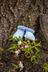 It's a Boy baby booties