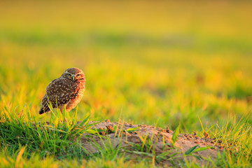 Big eyes in grass. Burrowing Owl, Athene cunicularia, night bird with beautiful evening sun, animal in the nature habitat, Mato Grosso, Pantanal, Brazil. Wildlife scene from nature, wild Brazil Owl.