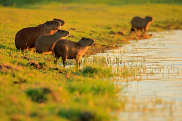 Capybara, family with youngs, biggest mouse in water with evening light during sunset, Pantanal,...