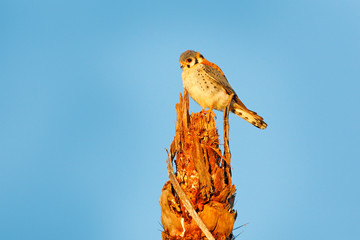 Blue sky and American kestrel Falco sparverius, sitting on the tree trunk, little bird of prey, Brazil. Birds in the nature habitat. Wildlife scene from nature. Blue sky.