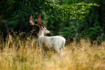 White  Fallow Deer, Dama dama, majestic powerful adult animal outside autumn forest. Big animal in the nature forest habitat, Denmark. Wildlife scene form nature.