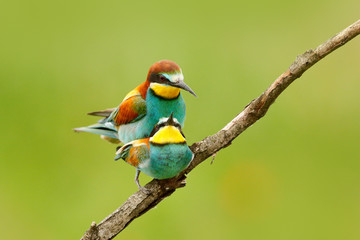 Obraz premium Animal love, European Bee-eaters mating on the branch with clear green and yellow background, Hungary. Action wildlife scene from nature. Birds in nature.