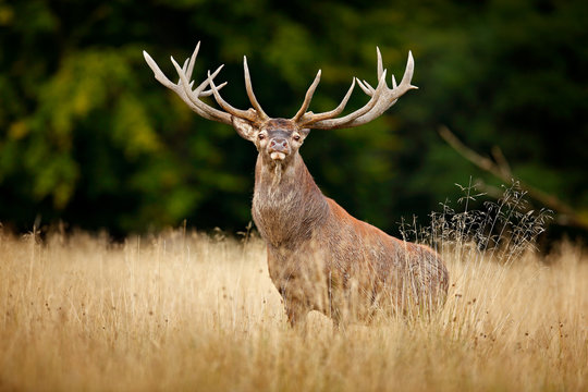 Red deer stag, majestic powerful adult animal outside autumn forest. Big animal in the nature forest habitat, Denmark. Wildlife scene form nature.