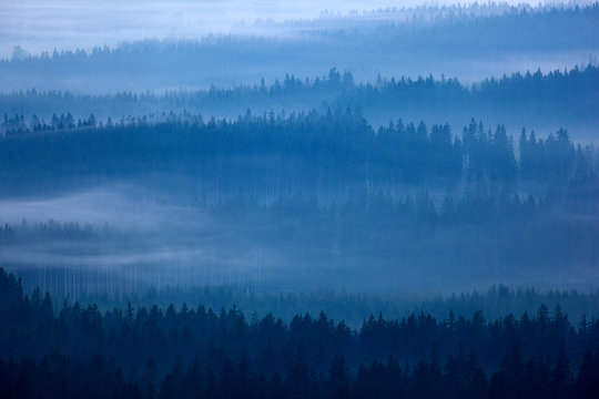 Krkonose mountain,morning foggy forest. Misty landscape with fog and clouds, mountain spruce trees, Czech Republic, central Europe. © ondrejprosicky