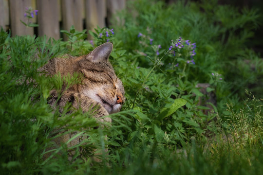 Schlafende Katze zwischen gr&uuml;nen Pflanzen