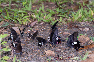 A beautiful butterfly in the nature background in Thailand.