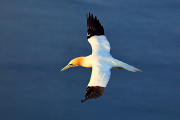 Flying sea bird, Northern gannet, Sula bassana with dark blue sea water in the background, Helgoland Island, Germany. Beautiful morning light with gannet.