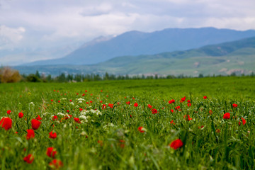 Poppies. A beautiful blooming glade of poppies.