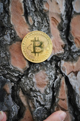 golden bitcoins on wood background