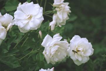 Beautiful bush flowers, white garden roses in the evening light on a dark background for the calendar