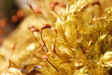 the softness of the colors