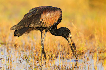 African openbill, Anastomus lamelligerus, portrait of stork from Botswana, Africa. Head with nice bill. Black bird with open. Wildlife scene from nature. Bird feeding in water grass, nature habitat