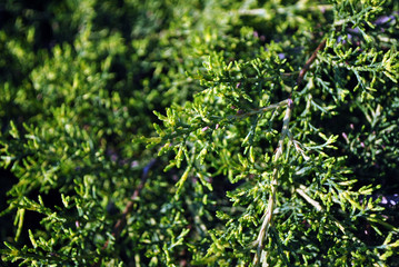 Green juniper twigs with needles, top view, soft blurry background
