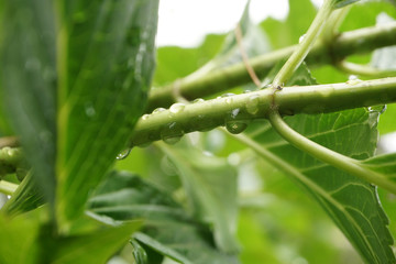 Stem of rainy day　雨の日の茎