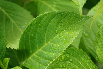 Leaves on a rainy day.  雨の日の葉