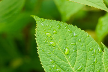 Leaves on a rainy day.  雨の日の葉