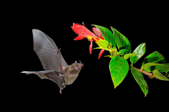 Night nature, Pallas's Long-Tongued Bat, Glossophaga soricina, flying bat in dark night. Nocturnal animal in flight with red feed flower. Wildlife action scene from tropic nature, Costa Rica.