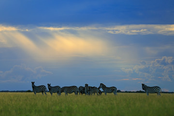 Naklejka na ściany i meble Zebra with blue sky, light sun ray, evening sunset. Burchell's zebra, Nxai Pan National Park, Botswana, Africa. Wild animal on the meadow, zebra in habitat, evening sun. Wildlife nature, safari.