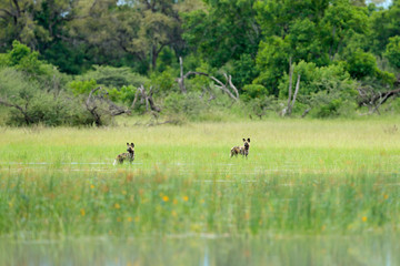 Obraz na płótnie Canvas Wild Dog Hunting in Botswana, lake with yellow flower. Wildlife scene from Africa, Moremi, Okavango delta. Animal behaviour, pack pride of African wild dogs offensive attack on calf.