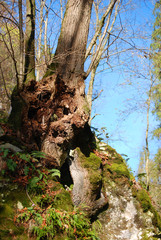 Obraz premium Gut verwurzelt Ein Baum hat sich in einem Felsbrocken gut verwurzelt. 