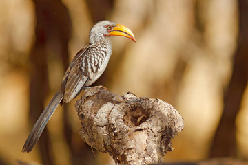 Big bill bird from Africa. Southern Yellow-billed Hornbill, Tockus leucomelas, portrait of grey and black bird with big yellow bill, Botswana, Africa