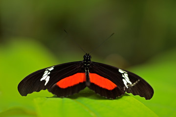 Fototapeta na wymiar Butterfly Montane Longwing, Heliconius clysonymus, in nature habitat. Nice insect from Costa Rica in the green forest. Butterfly sitting on the leave from South America