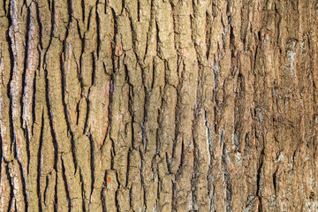 background oak bark