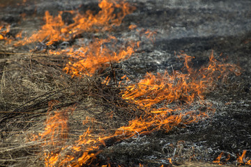 burning dry grass