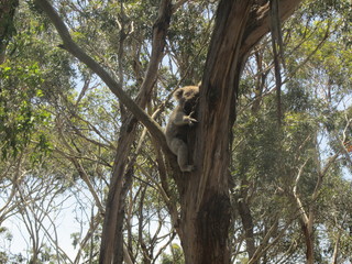 Park Australia VIC nature koala
