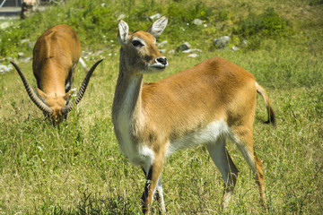 Red Lechwe Antelopes