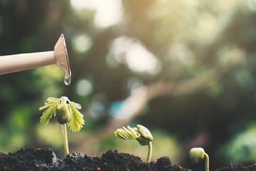 Little green plant growing up on soil. © sawitreelyaon