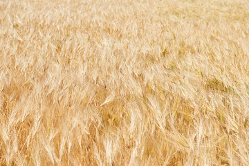 yellow wheat field and clear sky is in the bright sunny day, beautiful summer landscape