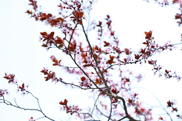 Beautiful blossoming branches outdoors