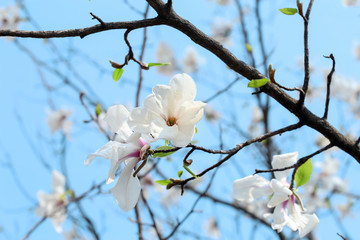 Beautiful blossoming tree on sky background, closeup
