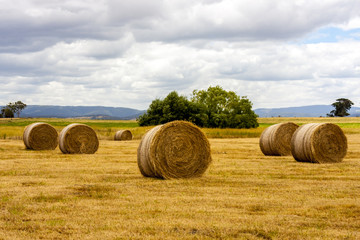 Ripe haystacks of wheat, Western Australia.