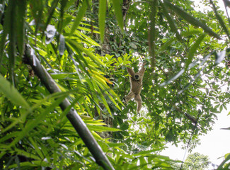 Gibbon is jumping in the forest.