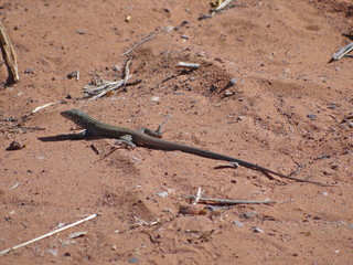 Whiptail Lizard, Grand Canyon, Arizona