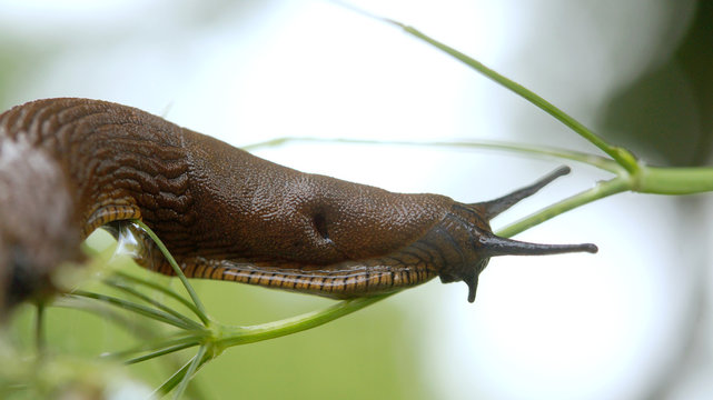 Schnecke