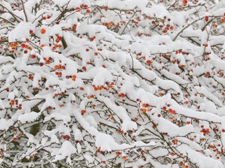 Crab Apple Tree in Snow 