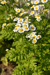 erba maresina Tanacetum parthenium