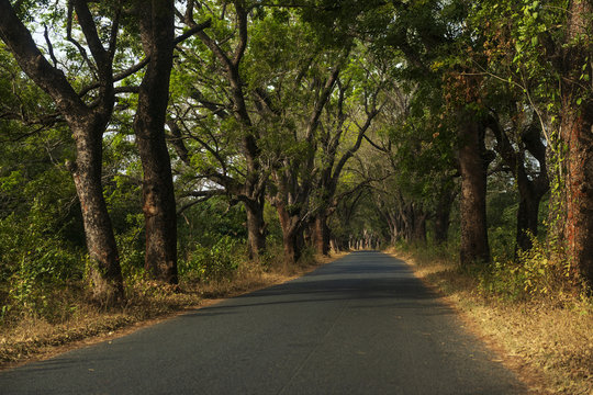 Narrow road along lines of trees in the Cacheu Region in the North of Guine Bissau; Concept for travel in Guinea Bissau
