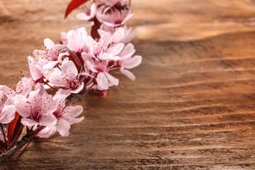 Fototapeta na wymiar Beautiful blossoming branch on wooden background