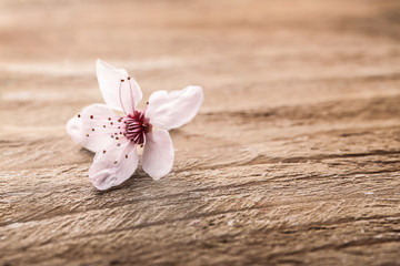 Fototapeta na wymiar Beautiful flower on wooden background