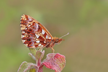 Obraz premium Mor inci kelebeği