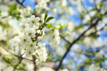 Branch of beautiful blossoming tree on sunny day