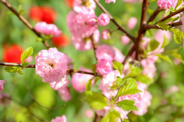 Fototapeta na wymiar Branch of beautiful blossoming tree on sunny day