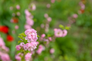 Branch of beautiful blossoming tree outdoors