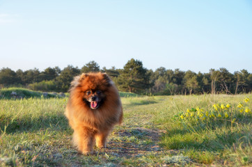 Pomeranian Spitz is walking along the field in the spring evenin